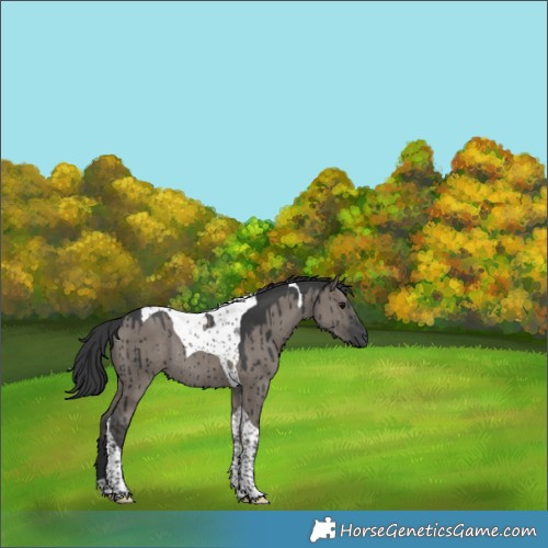 Horse Color:Grullo Tobiano Rabicano Brindle 