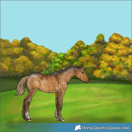 Horse Color:Chocolate Palomino Dun Tobiano Rabicano Brindle 