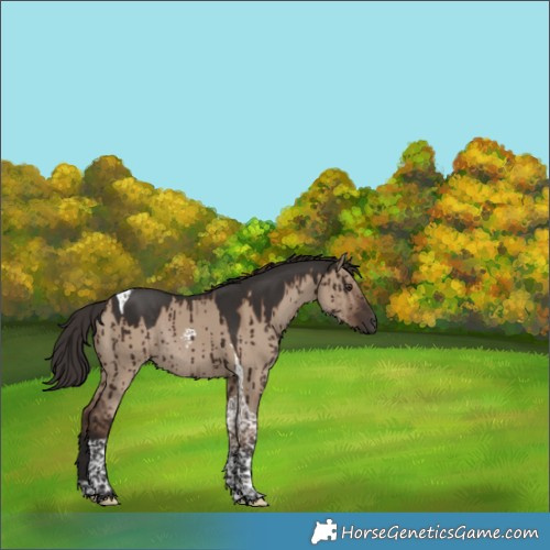 Horse Color:Liver Red Dun Tobiano Rabicano Brindle 