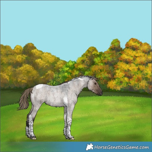 Horse Color:Liver Red Dun Roan Tobiano Rabicano Brindle 