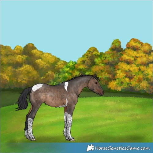 Horse Color:Brown Dun Tobiano Rabicano Brindle 