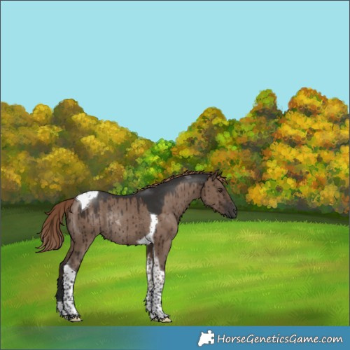 Horse Color:Liver Red Dun Tobiano Rabicano Brindle 