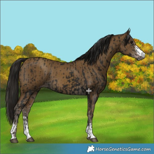 Horse Color:Gray Smoky Black  and Gray Classic Cream Champagne 