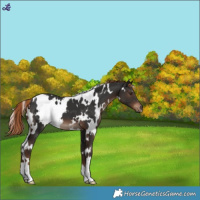 Horse Color:White Spotted Liver Chestnut 
