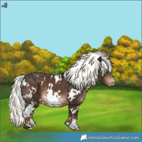 Horse Color:White Spotted Liver Chestnut Mushroom Varnish 