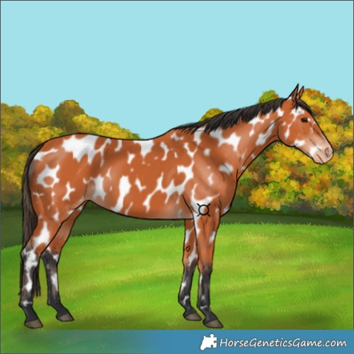 Horse Color:Bay Appaloosa