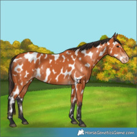 Horse Color:Bay Near Leopard