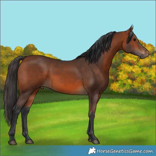 Horse Color:Bay 