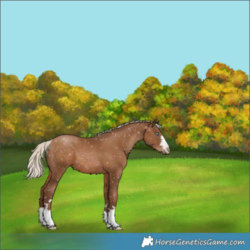 Horse Color:Gray Silver Black Pearl Appaloosa 