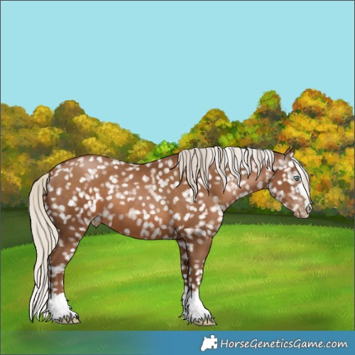 Horse Color:Gray Silver Black Pearl Appaloosa 