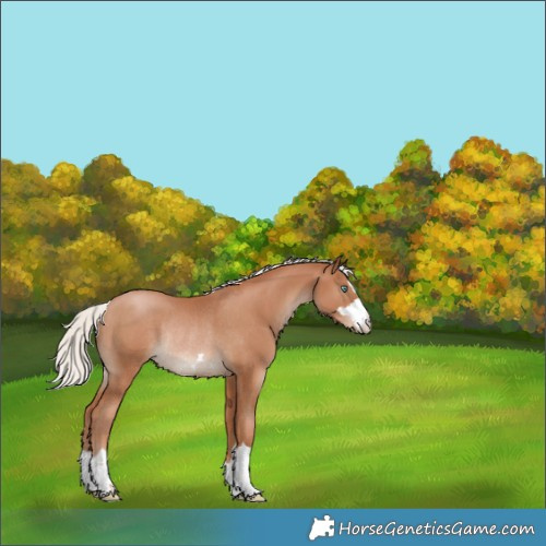 Horse Color:Silver Black Pearl Appaloosa Rabicano 