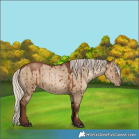 Horse Color:Gray Silver Grullo Pearl Brindle