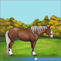 Horse Color:Gray Silver Black Pearl Rabicano