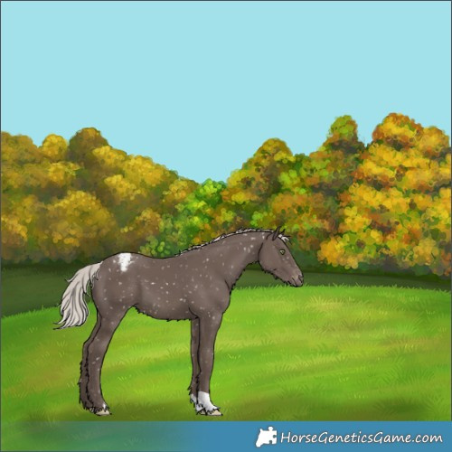 Horse Color:Silver Black Snowflake Varnish