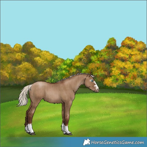 Horse Color:Gray Silver Grullo Pearl Varnish Brindle 
