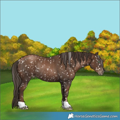 Horse Color:Gray Black Pearl Appaloosa Rabicano 