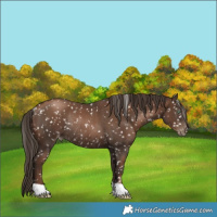 Horse Color:Gray Black Pearl Appaloosa Rabicano 