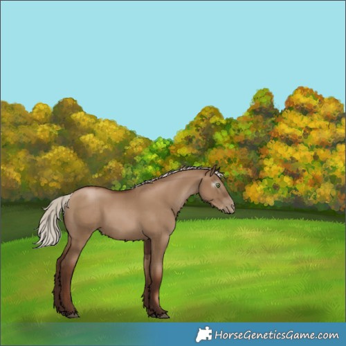 Horse Color:Gray Silver Grullo Pearl 