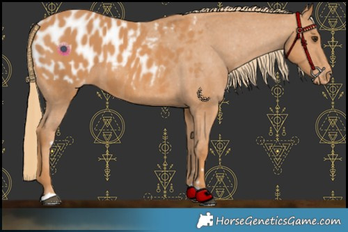 Horse Color:Chestnut Appaloosa