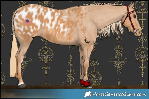 Horse Color:Chestnut Appaloosa 
