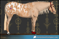 Horse Color:Chestnut Appaloosa 