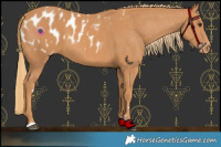 Horse Color:Chestnut Appaloosa