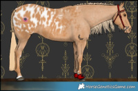Horse Color:Chestnut Appaloosa 