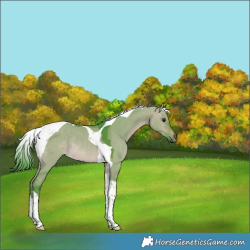 Horse Color:Watercolor Brown Dun Tobiano Rabicano 