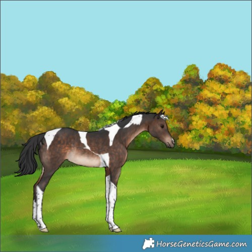 Horse Color:Brown Tobiano Rabicano 