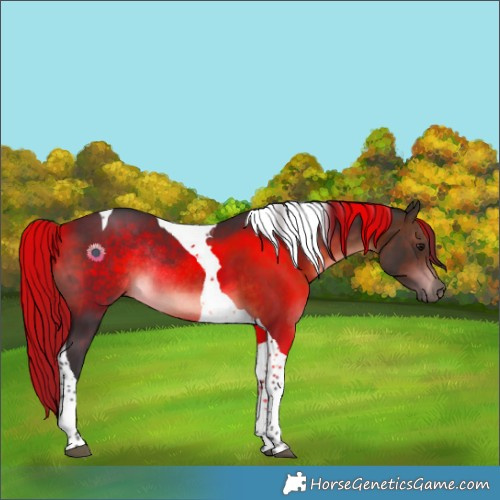 Horse Color:Brown Tobiano Rabicano 