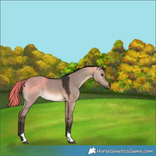 Horse Color:Bay Dun Tobiano Rabicano 