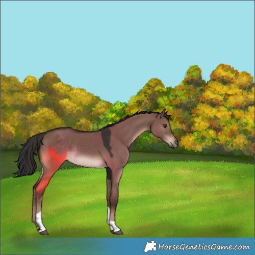 Horse Color:Liver Red Dun Tobiano Rabicano 
