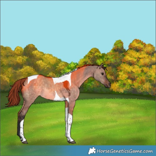 Horse Color:Brown Dun Tobiano Rabicano 
