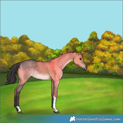 Horse Color:Brown Dun Tobiano Rabicano 