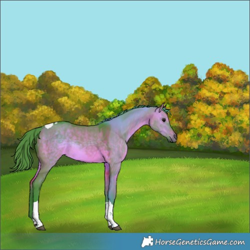 Horse Color:Watercolor Brown Dun Tobiano Rabicano 