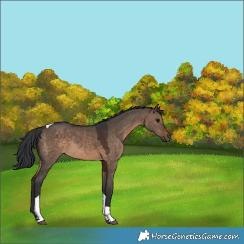 Horse Color:Brown Dun Tobiano Rabicano 