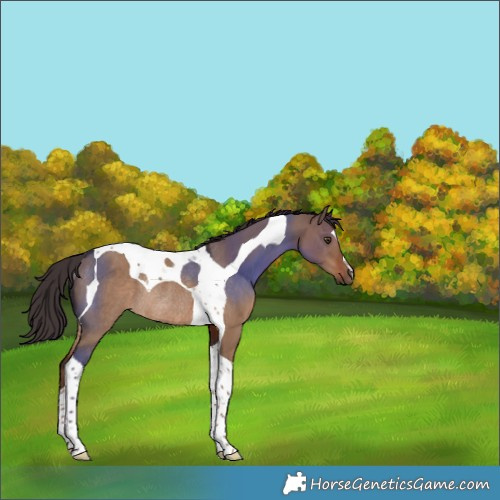 Horse Color:Liver Red Dun Tobiano Rabicano 