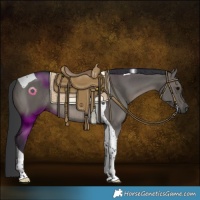 Horse Color:Grullo Tobiano Rabicano 