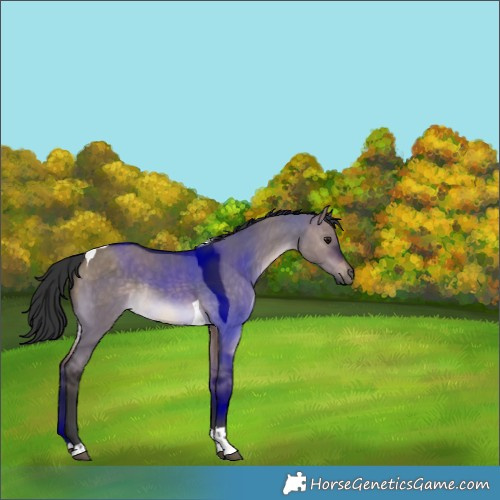 Horse Color:Brown Dun Tobiano Rabicano 