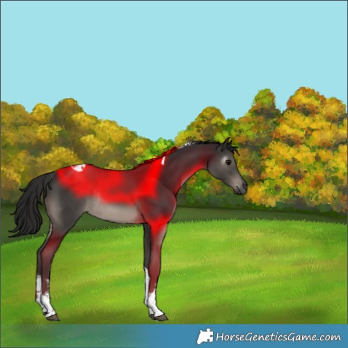 Horse Color:Gray White Spotted Black Tobiano Rabicano 