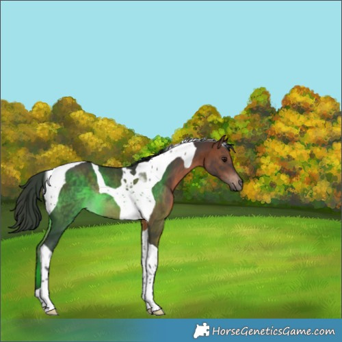 Horse Color:Bay Tobiano Rabicano 