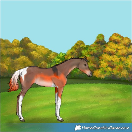 Horse Color:Liver Red Dun Tobiano Rabicano 