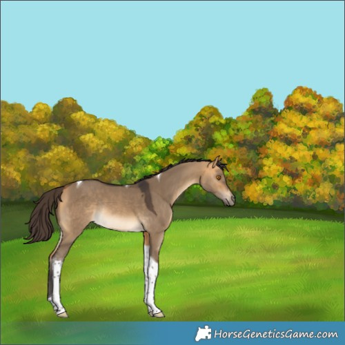 Horse Color:Buckskin Dun Tobiano Rabicano 