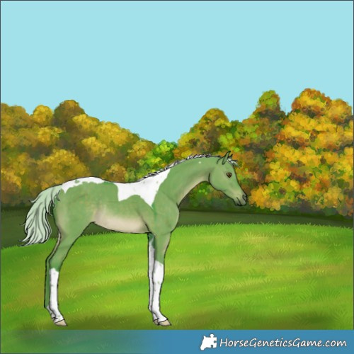 Horse Color:Watercolor Silver Brown Dun Tobiano Rabicano 