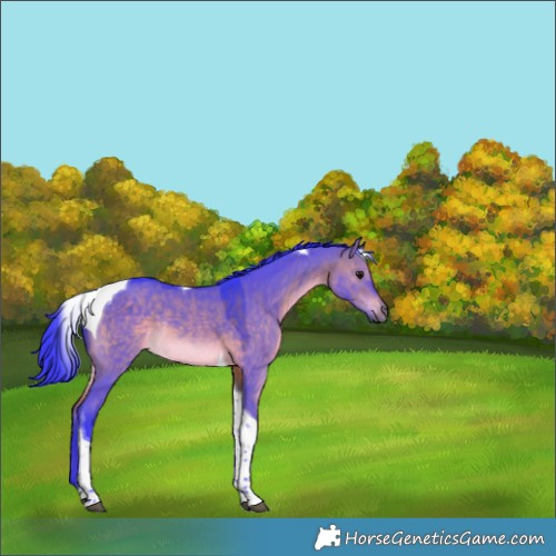 Horse Color:Watercolor Brown Dun Tobiano Rabicano 