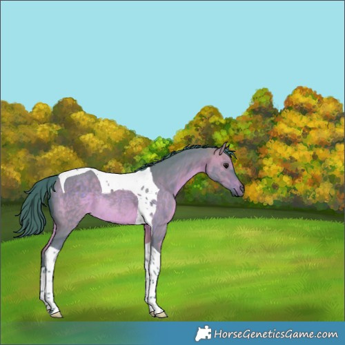 Horse Color:Watercolor Brown Dun Tobiano Rabicano 
