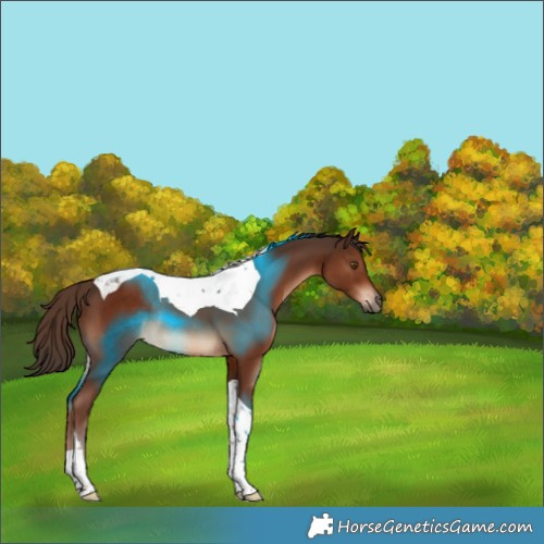 Horse Color:Liver Chestnut Tobiano Rabicano 