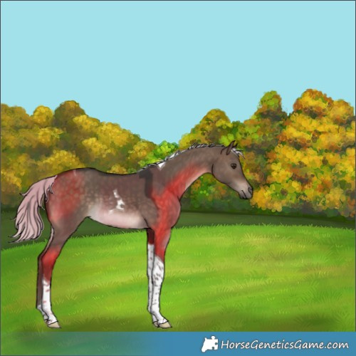 Horse Color:Silver Brown Dun Tobiano Rabicano 