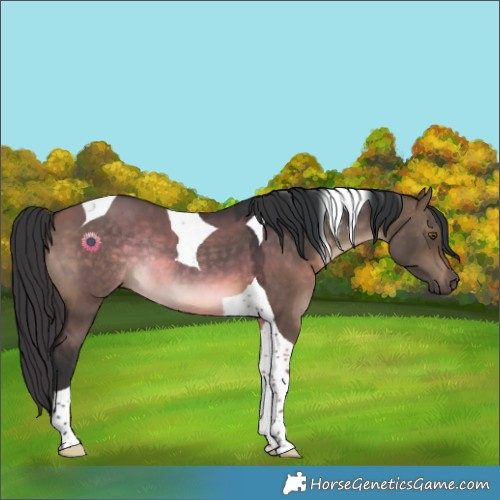Horse Color:Brown Dun Tobiano Rabicano 