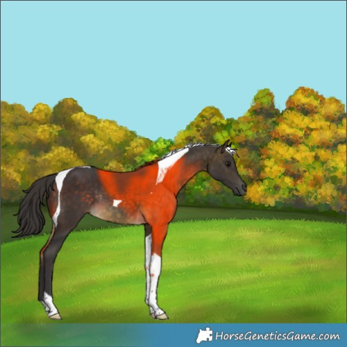 Horse Color:Buckskin Tobiano Rabicano 